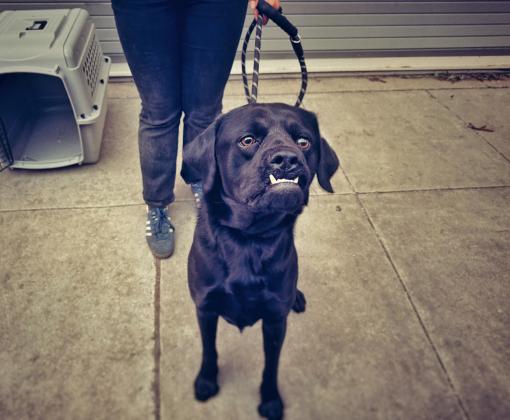Black dog with underbite on a leash being transported to safety during the Los Angeles wildfires