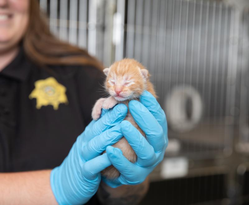 Animal control officer holding a newborn kitten with gloved hands