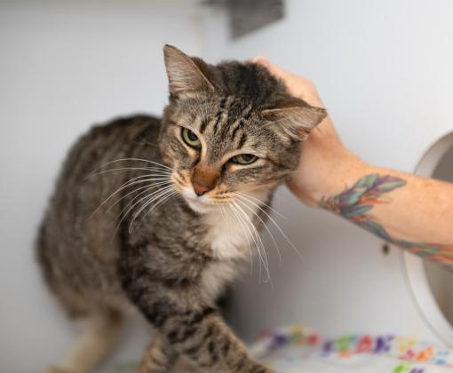 Pluto the cat being petted by a person's hand