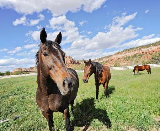 Horses in canyon pasture