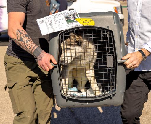 Bella the dog being carried by two people in a crate during the LA wildfires