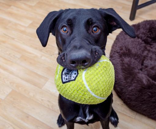 Black dog with a large stuffed ball toy in his mouth