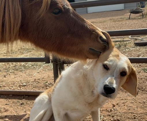 A horse sniffing the top of the head of Greenie the dog