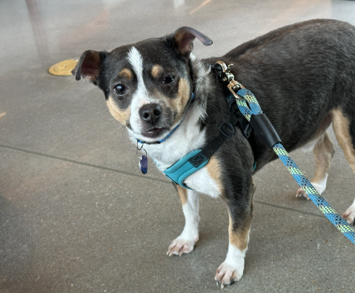 Benton the dog on a leash