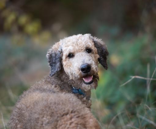Crawfish, a rescued poodle, outside