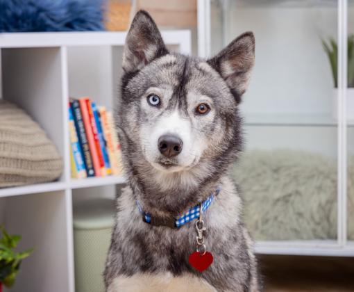 Husky type dog in a home environment