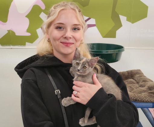 Person holding a dilute calico kitten