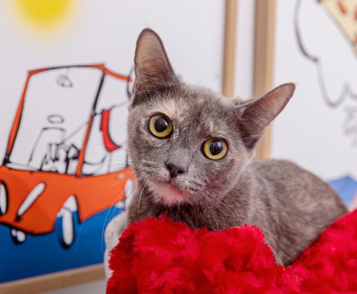Dilute calico cat on a red blanket with a drawing of a vehicle behind her