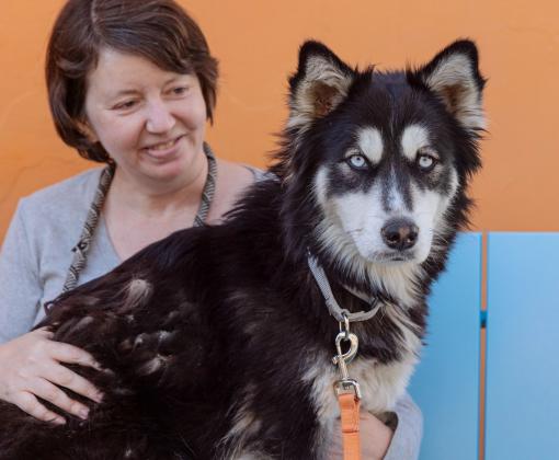 Dog sitting with woman on blue bench against an orange background