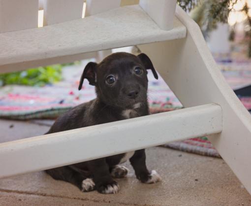Puppy under some white stairs