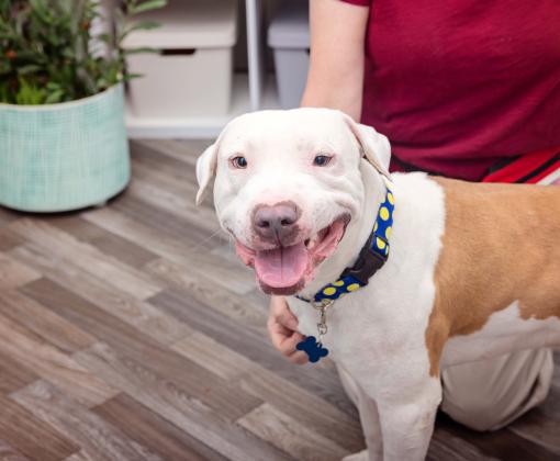 Happy tan and white dog with a person petting him in a home