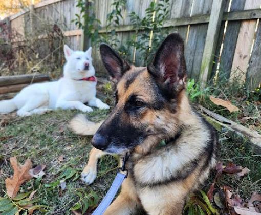 Nala the dog in a fenced yard with another dog