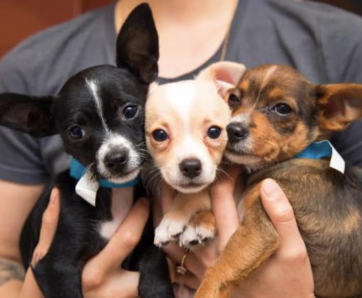 Three tiny puppies being held in someone's arms