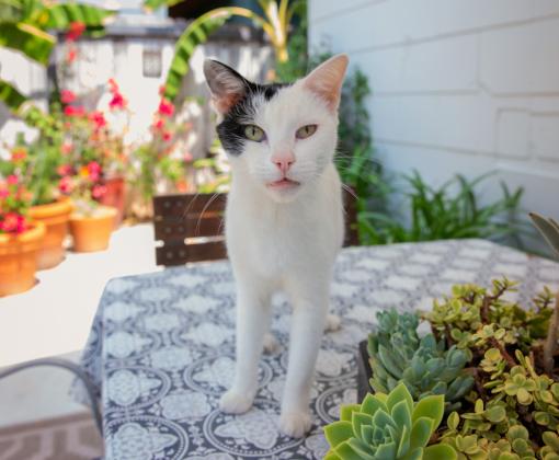 Black and white cat outside on a patio