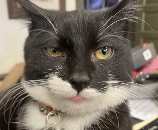 Tib the cat with the tip of his tongue stuck out a little