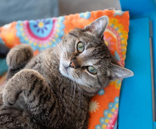 Tabby cat lying upside down on colorful blanket on chair