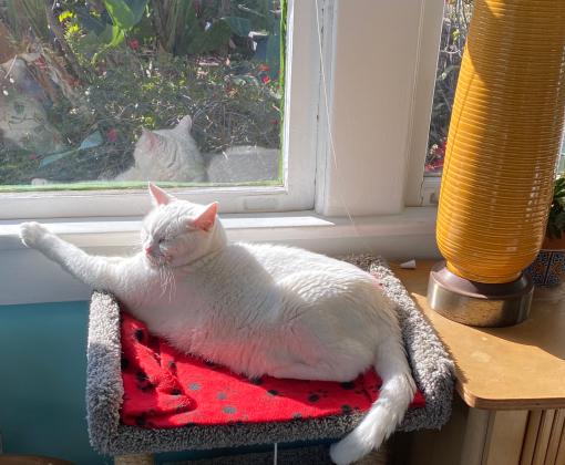 Sugar the cat sitting in a sunbeam by a window, with her paw on the ledge