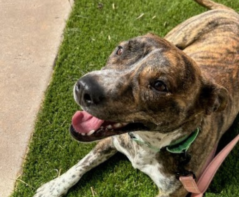 A brindled dog lying on a green background, looking up≥