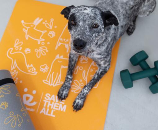 A dog lying on a yoga mat looking up at the camera