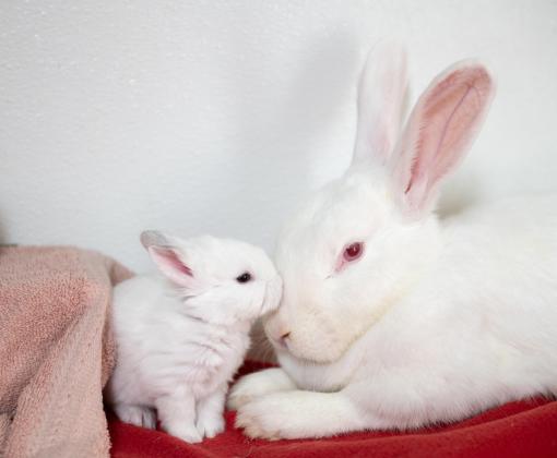 A white mama rabbit nose-to-nose with her white baby