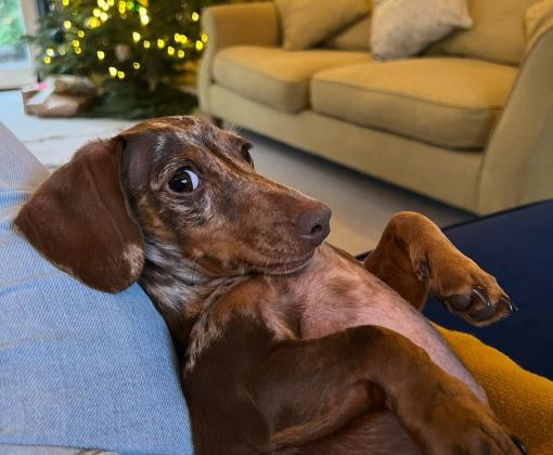 Steve's dog Darcy lying upside down in a home with a Christmas tree and couch in the background