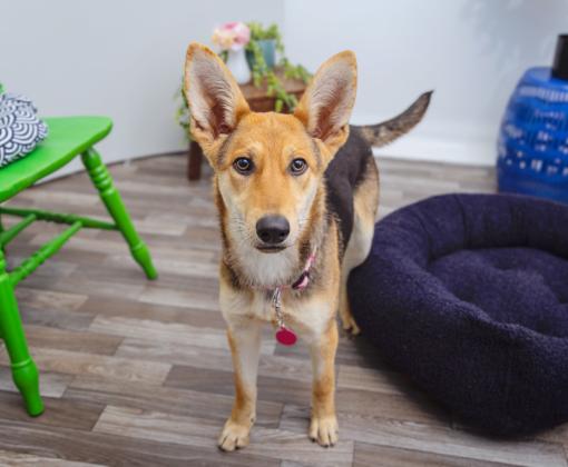 Tan and black dog with upright ears in a home setting