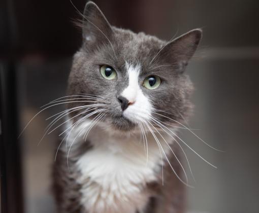 Gray and white cat in a kennel