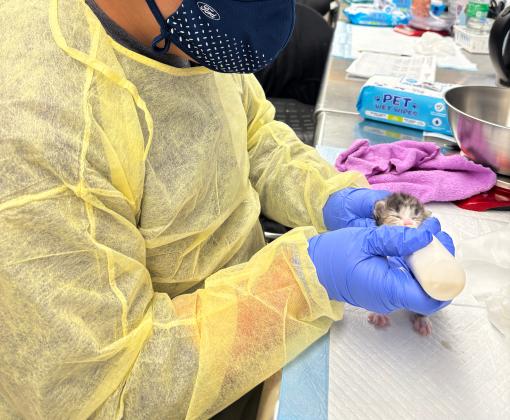 A kitten has a meal at The Animal Foundation