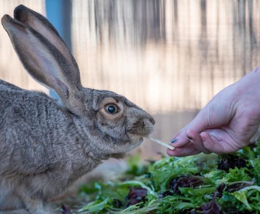 Person's hand feeding greens to a hare