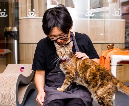 Person sitting and petting a tortoiseshell cat who is standing on the person's lap