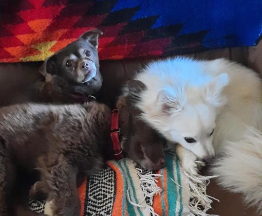 Yazhi, Dunkin, and Meg the dogs lying beside one another on some blankets