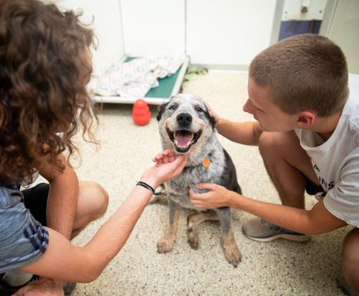 Two volunteers interacting with a happy puppy