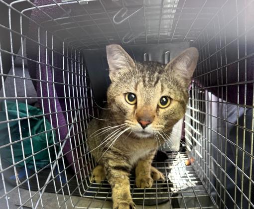 Ear-tipped community cat in a humane trap