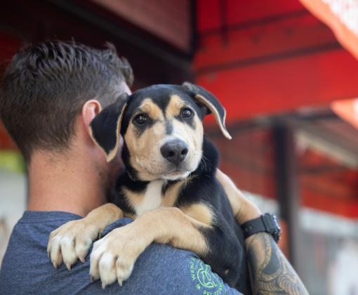 Person holding a puppy over this shoulder
