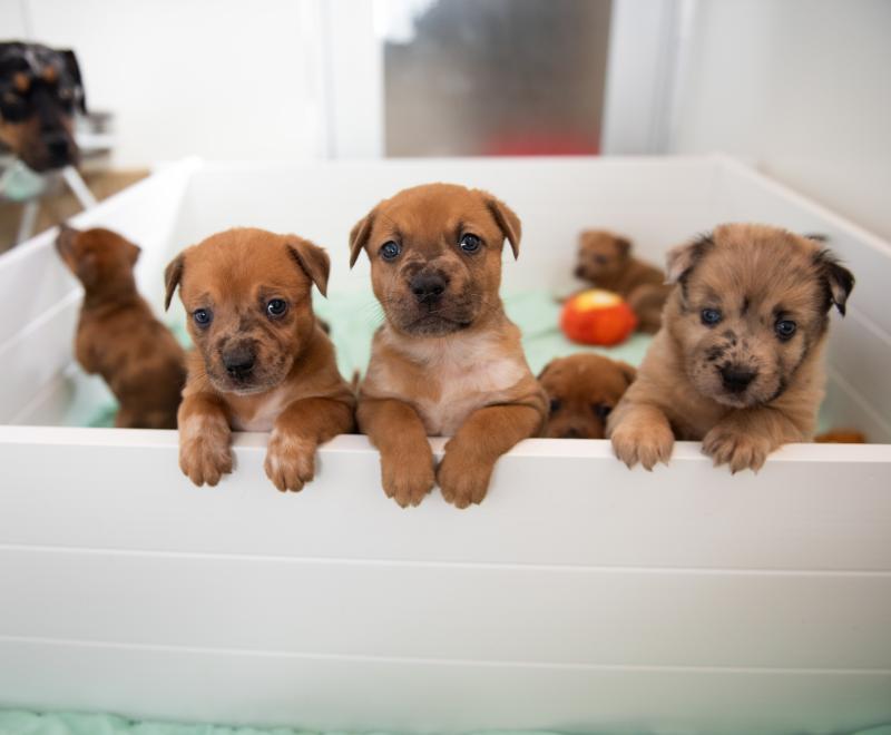 3 brown puppies peering over a gate