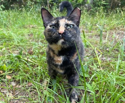 Tortoiseshell community cat with an ear-tip