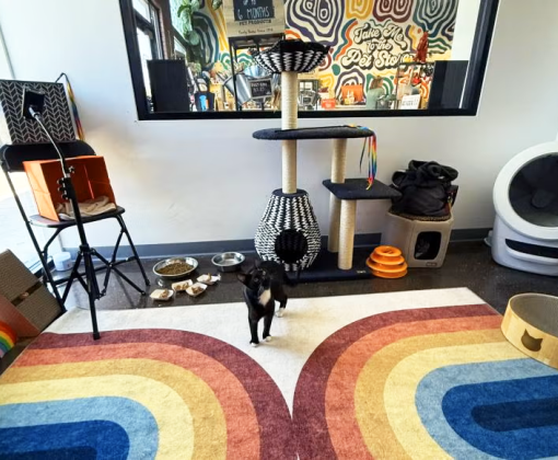 Cat room for adoptable cats at Whisker & Bone in St. George, Utah