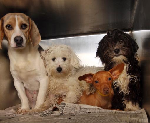 3 small dogs in shelter cage