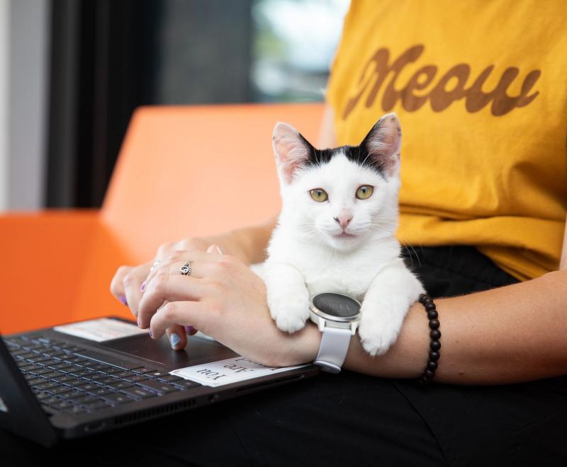 Kitten sitting on someone's lap as they work on a laptop.