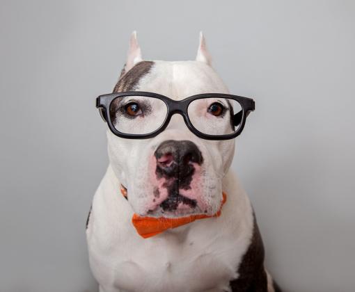 Smart dog wearing stylish glasses