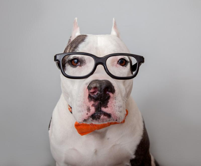 Smart dog wearing stylish glasses