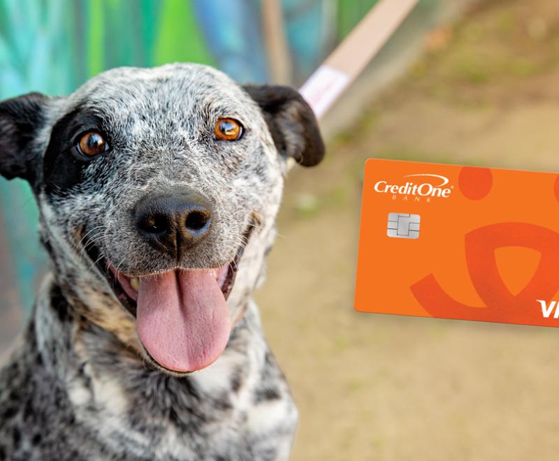 image of white and black dog sitting outside by colorful wall with credit card