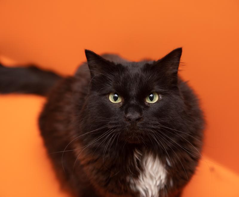 a black cat with a white blaze on its chest looks up from an orange background.