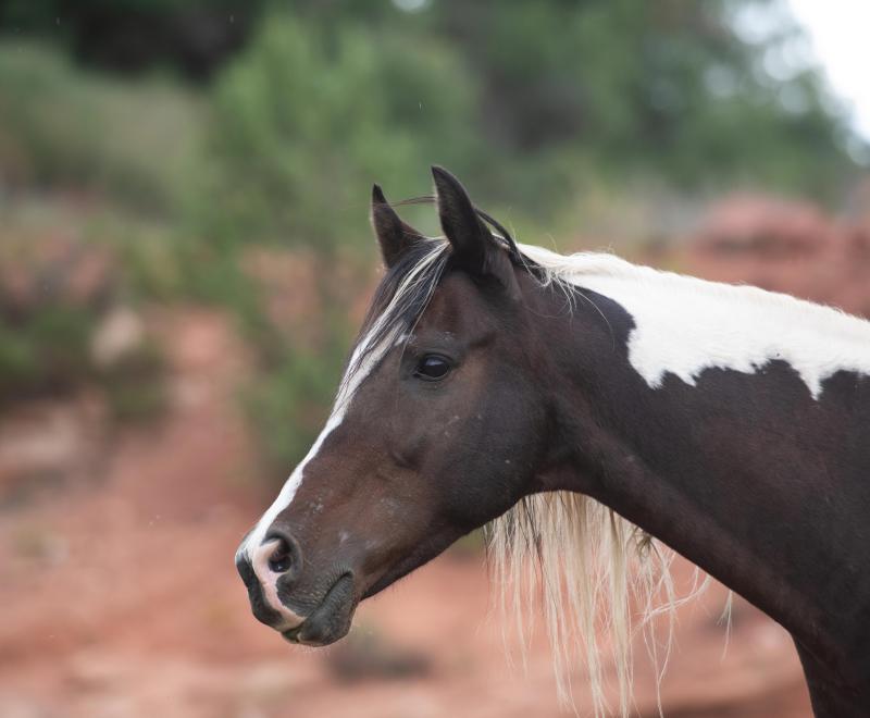 Profile of the head of Jewel the paint horse