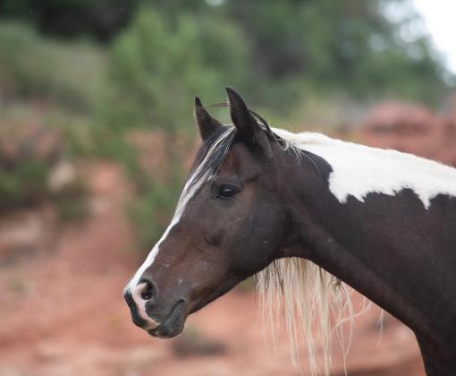 Profile of the head of Jewel the paint horse