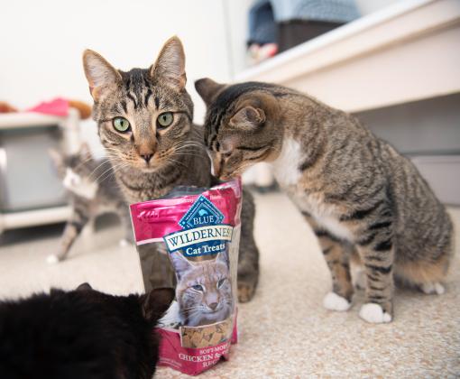 Cats standing around a bag of Blue Buffalo cat treats