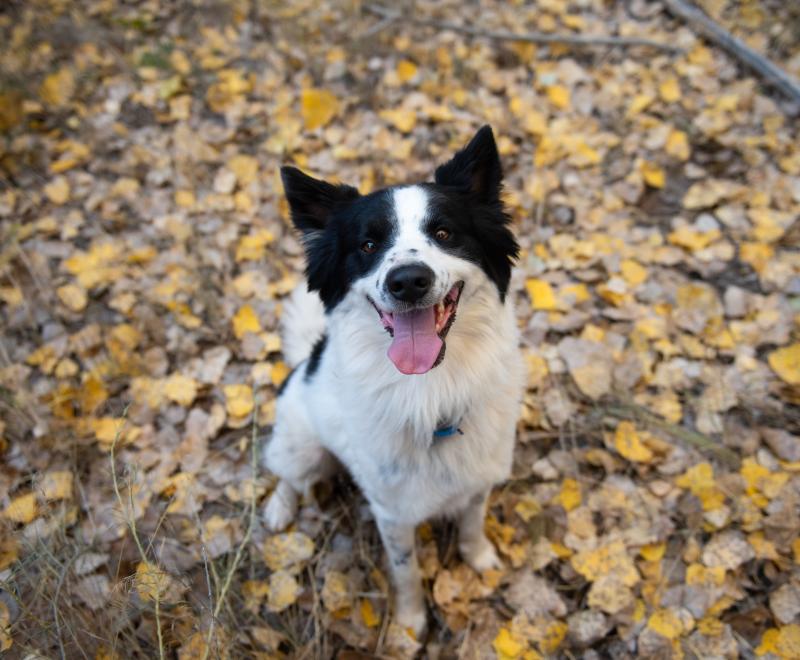 black and white dog smiling at the camera in the leaves 