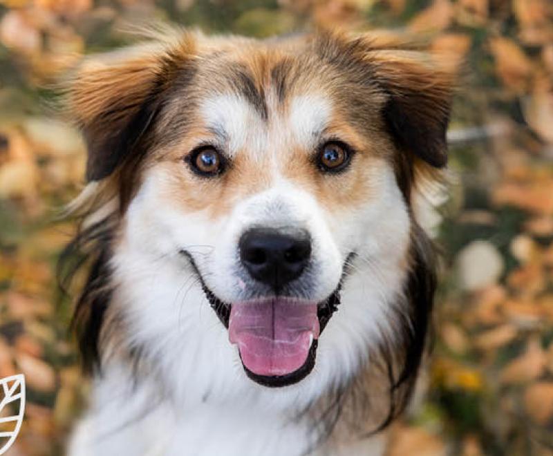Dog with Leaves