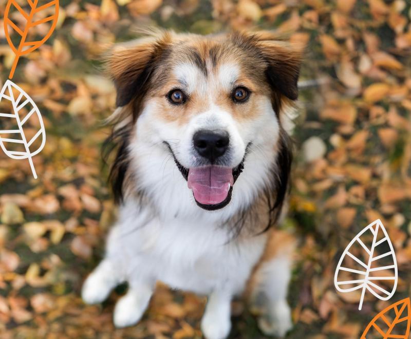 dog in leaves