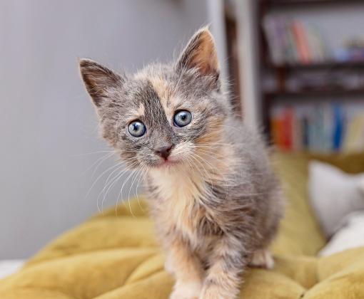 calico kitten on yellow couch in living room